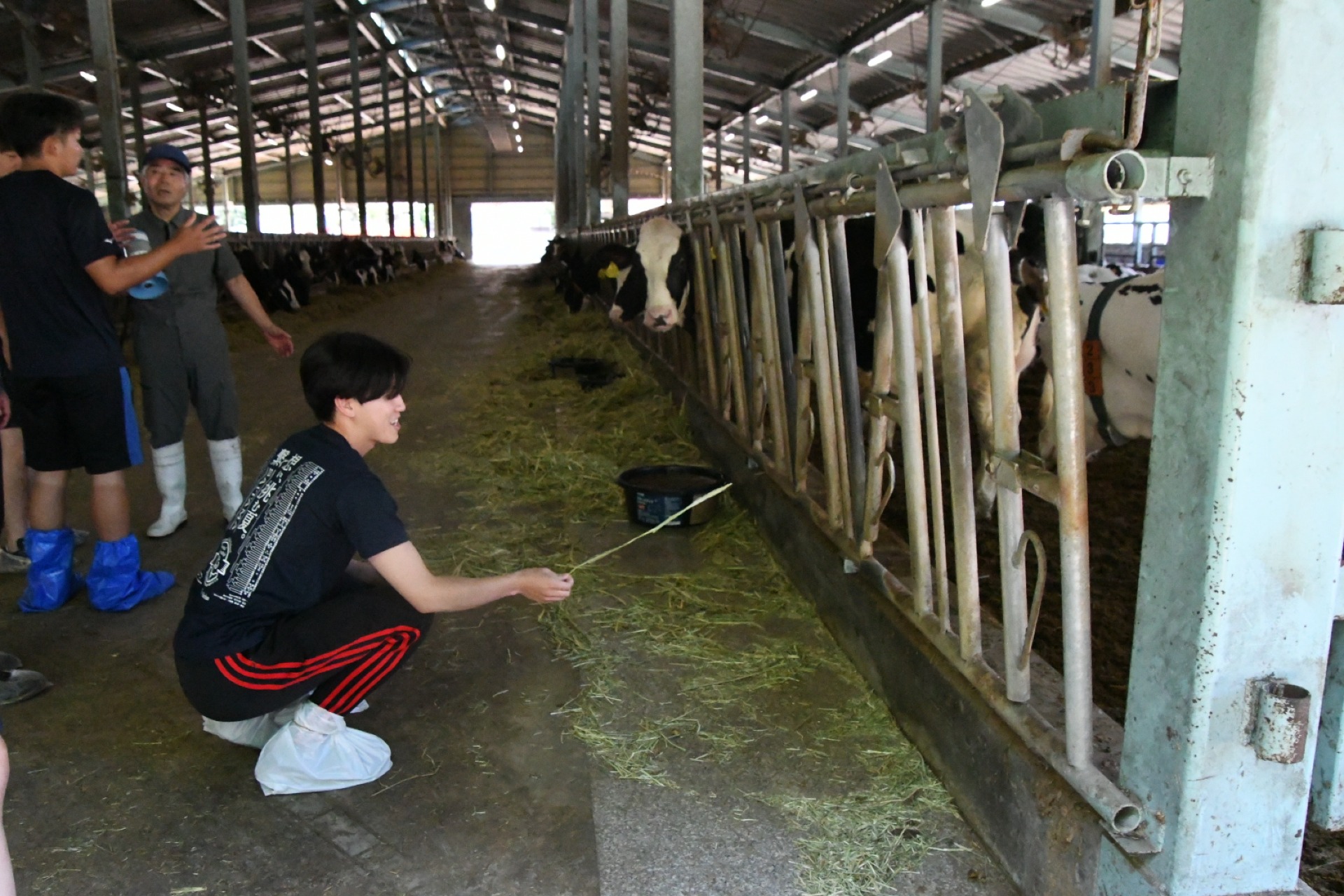 酪農見学の様子